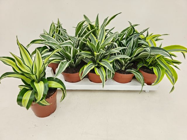 Dracaena mix 12Ø 23cm 1pp