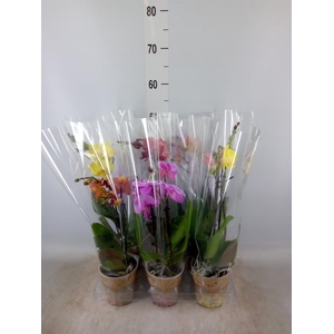 Phalaenopsis   ...mix