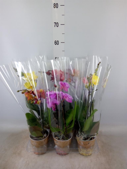 <h4>Phalaenopsis   ...mix</h4>