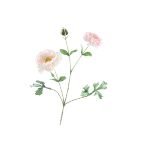 Ranunculus Extra Pink light