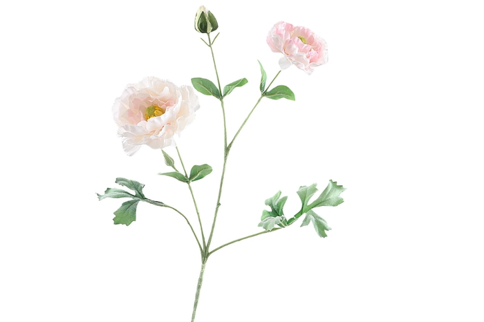 Ranunculus Extra Pink light