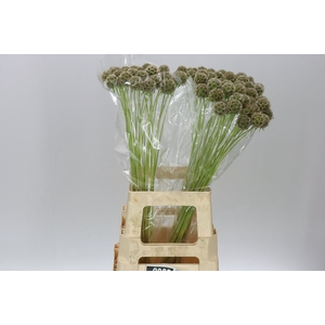 Scabiosa Stellata