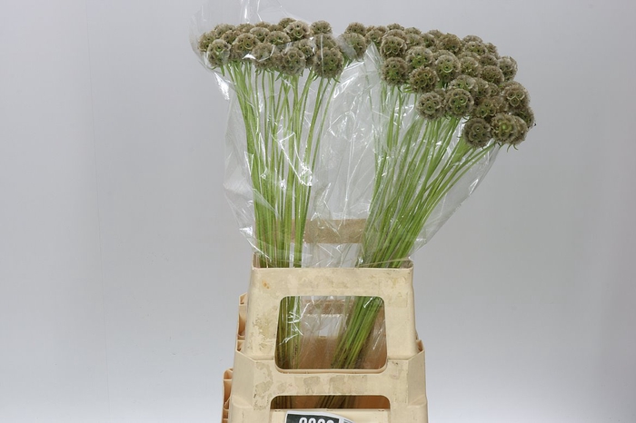 <h4>Scabiosa Stellata</h4>