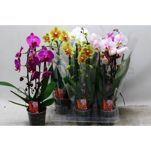 PHAL EL CASCADE