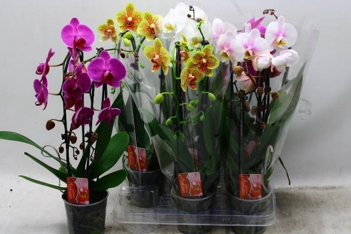 <h4>PHAL EL CASCADE</h4>