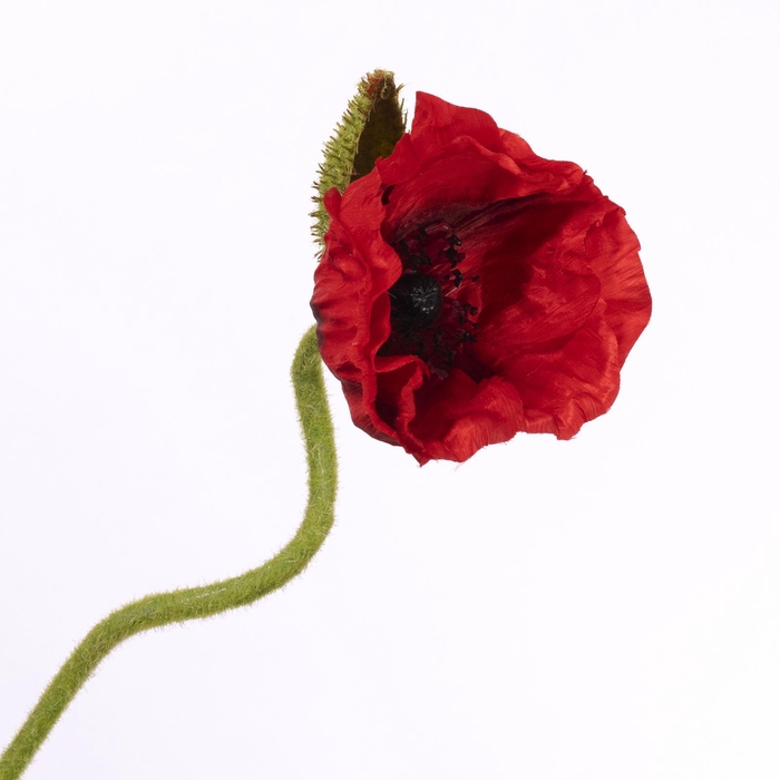 <h4>Papaver Spray Red FL440249RED</h4>