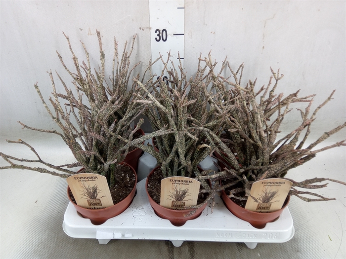 <h4>Euphorbia   ...</h4>