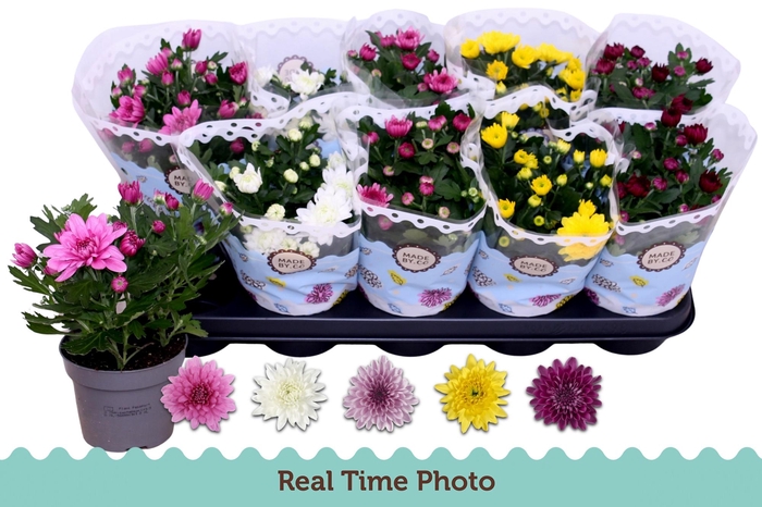 <h4>CHRYS GEVULDBL GEM</h4>