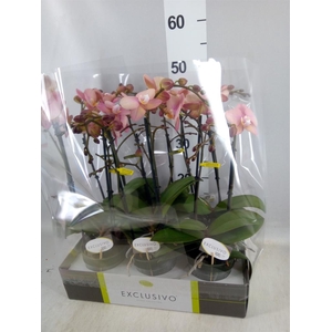 Phalaenopsis   ...rose