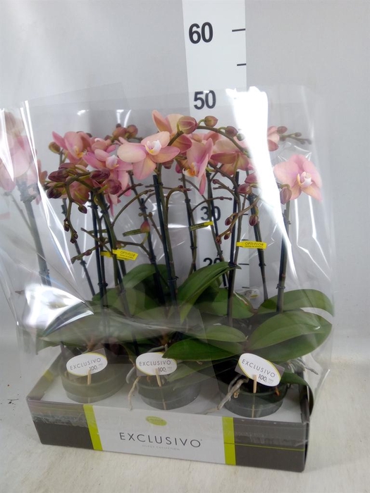 <h4>Phalaenopsis   ...rose</h4>
