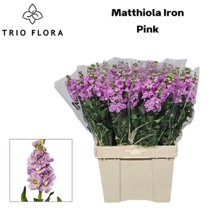 MATTH IRON PINK 544