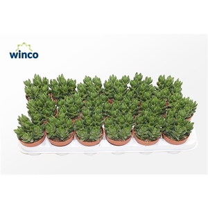 Crassula Ben (group)