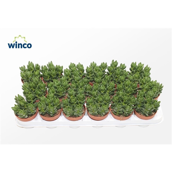 <h4>Crassula Ben (group)</h4>