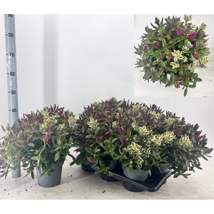 HEBE ADDE GEM IN POT