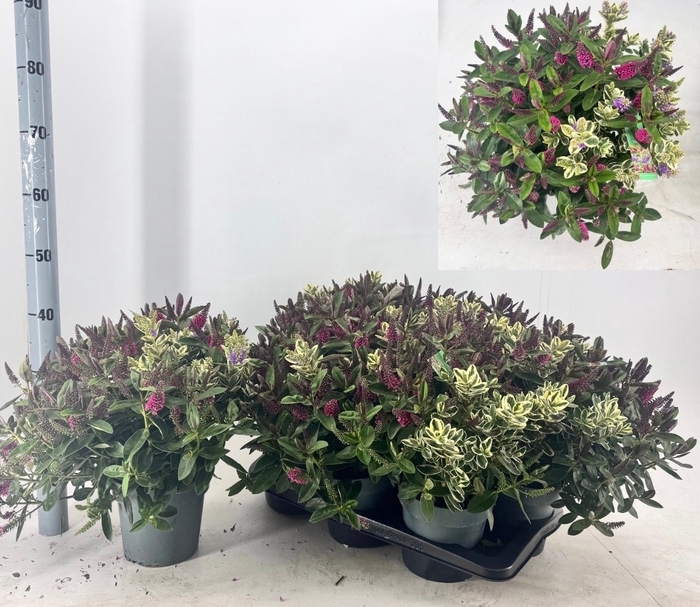 <h4>HEBE ADDE GEM IN POT</h4>