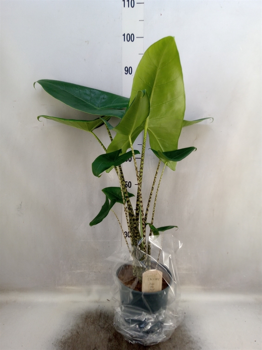 <h4>Alocasia zebrina</h4>