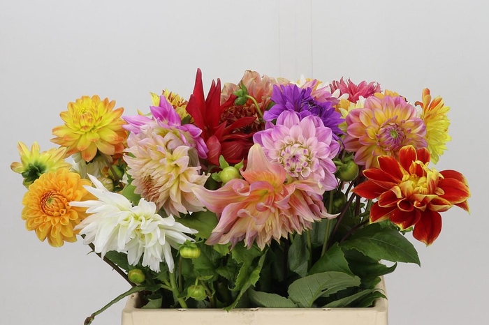 <h4>Dahlia Gemengd in bos</h4>