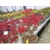 Acer palmatum Deshojo