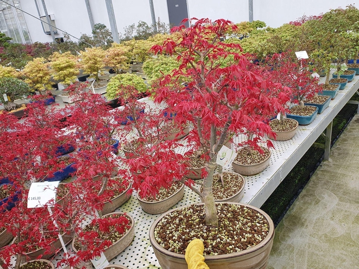 <h4>Acer palmatum Deshojo</h4>