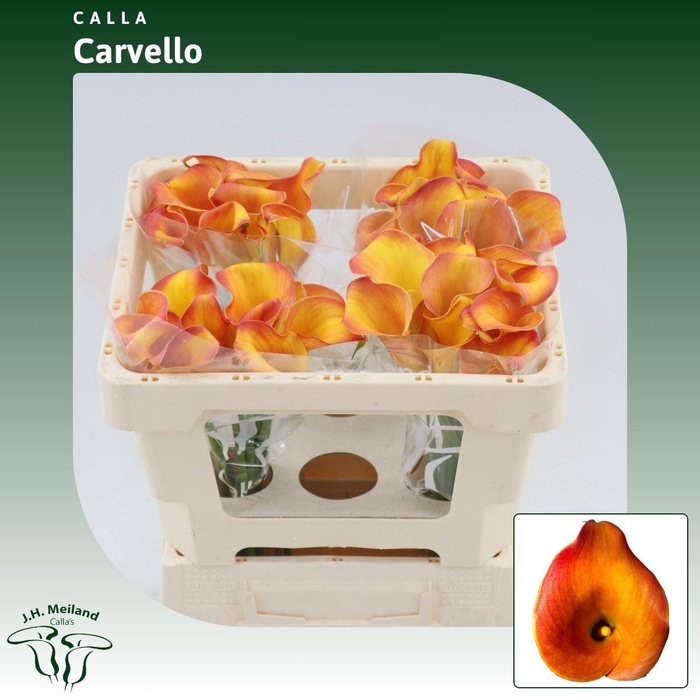 <h4>Calla Carvello</h4>