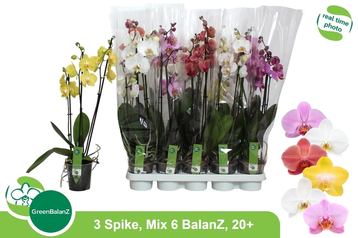 <h4>PHAL GEM 6 KL</h4>