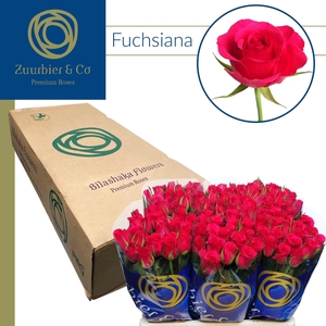 R GR FUCHSIANA 50