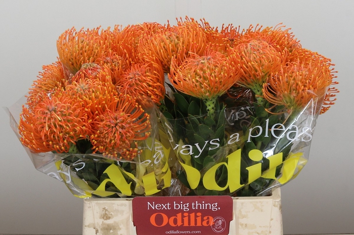 <h4>Nutans Ayoba Orange</h4>