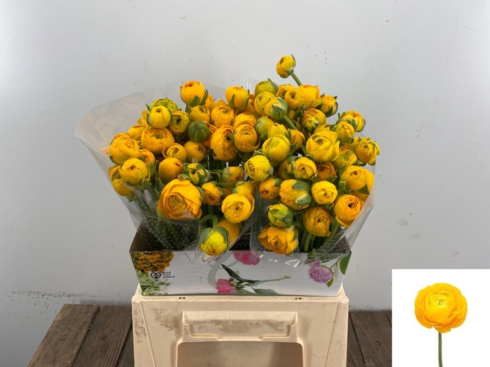 <h4>RAN EL YELLOW</h4>