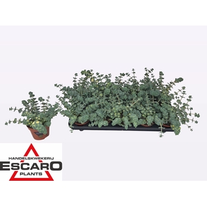 SEDUM SI MEDIOVARIEG