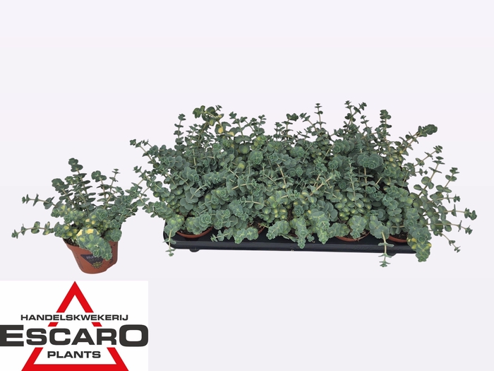 <h4>SEDUM SI MEDIOVARIEG</h4>