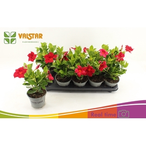 MANDE BRAS BRILL RED