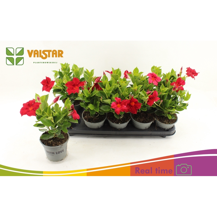 <h4>MANDE BRAS BRILL RED</h4>