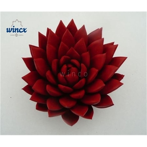 Echeveria Agavoides Paint Red Cutflower Wincx-12cm