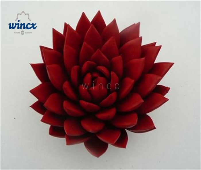 Echeveria Agavoides Paint Red Cutflower Wincx-12cm