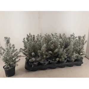 PICEA GL CONICA P09 SNOW