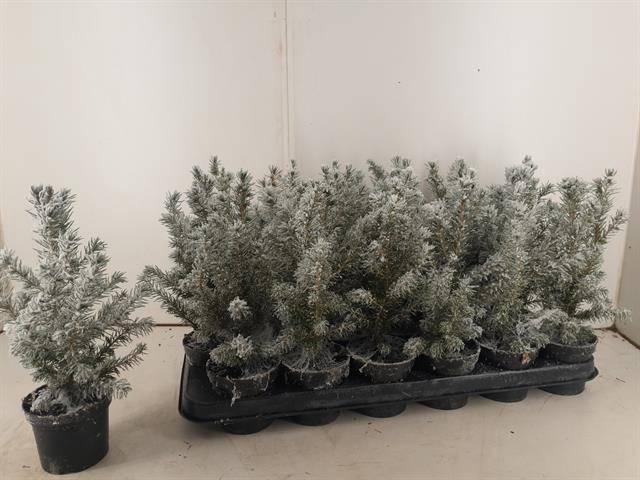 <h4>PICEA GL CONICA P09 SNOW</h4>