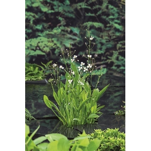 Sagittaria graminea