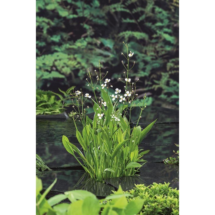 <h4>Sagittaria graminea</h4>