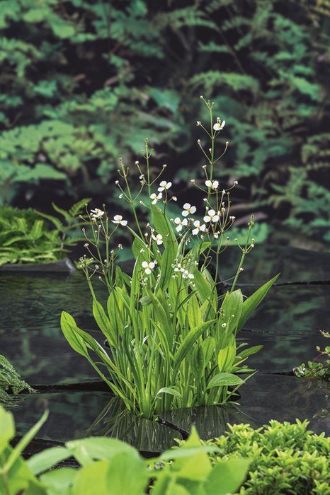 Sagittaria graminea