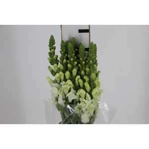 B. DE L MONACO WHITE 070 CM