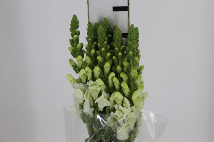 B. DE L MONACO WHITE 070 CM