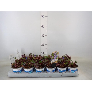 Anemone blanda 'Blue Shades'