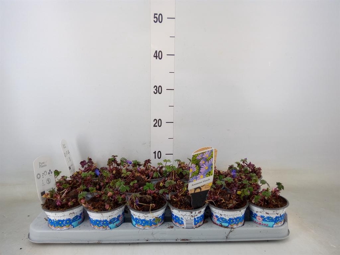 <h4>Anemone blanda 'Blue Shades'</h4>