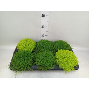 Soleirolia soleirolii   ...mix 2