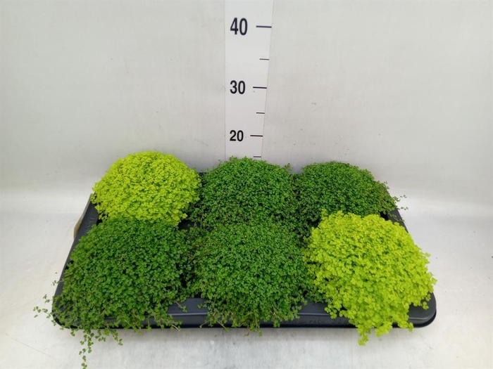 <h4>Soleirolia soleirolii   ...mix 2</h4>