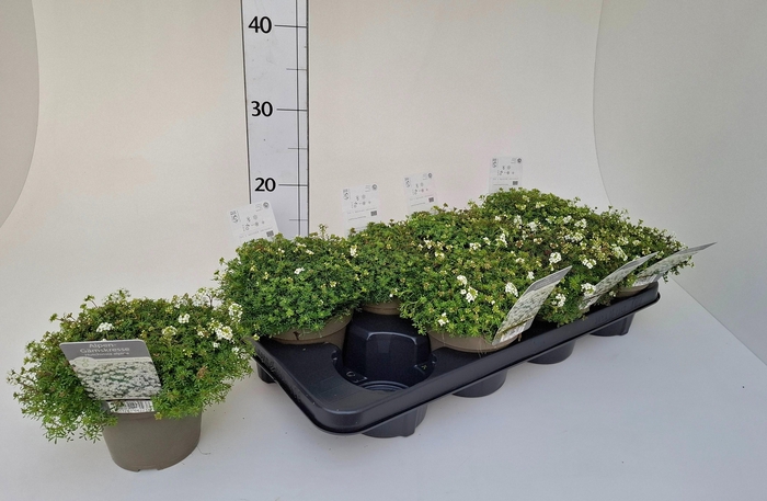 <h4>HUTCHINSIA ALPINA</h4>