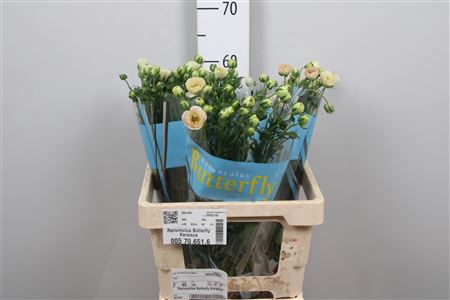 <h4>Ran Butterfly Keramos</h4>