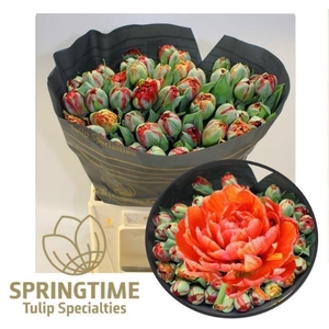 TU DU GUDOSHNIK DOUB