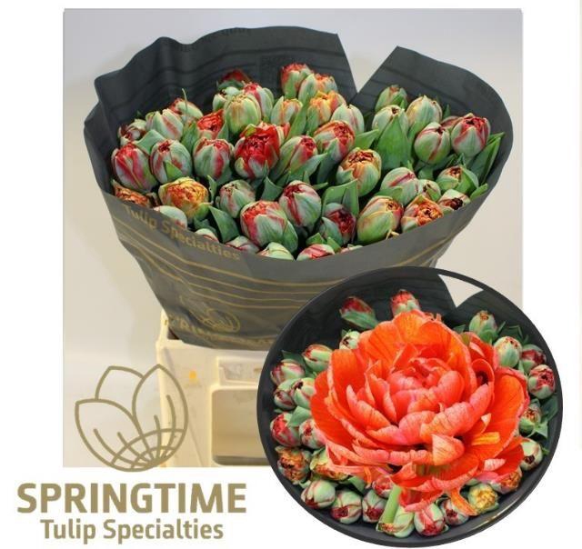 <h4>TU DU GUDOSHNIK DOUB</h4>