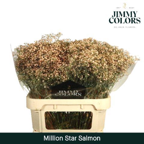 <h4>Gyps Million Star L80 Salmon</h4>